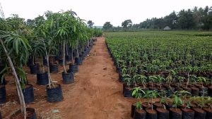 Our Mango Nursery