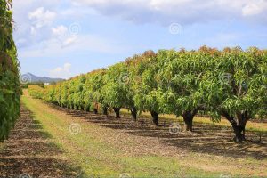Our Mango Plantation