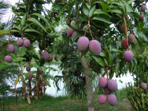 Tommy Akins Mango Plantation
