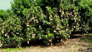 Keitt Mango Plantation